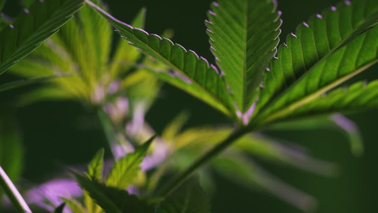 Close-Up Shot of the Leaves of a Marijuana (Cannabis) Plant (Hemp)